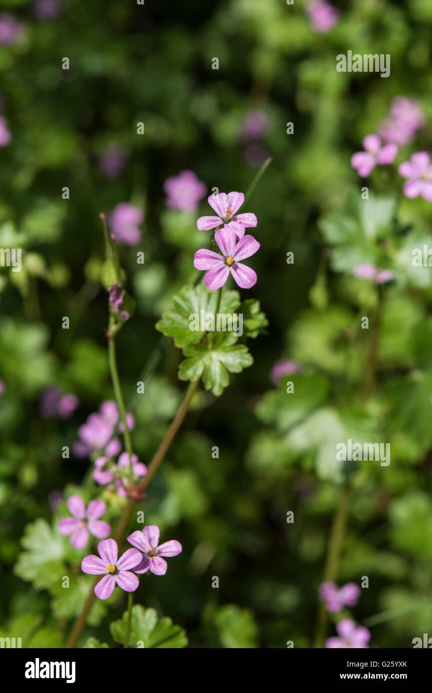 Geranium Lucidum, Shining des Krans-Bill, wächst auf sauren Heide, Reigate, Surrey, UK. Mai. Stockfoto