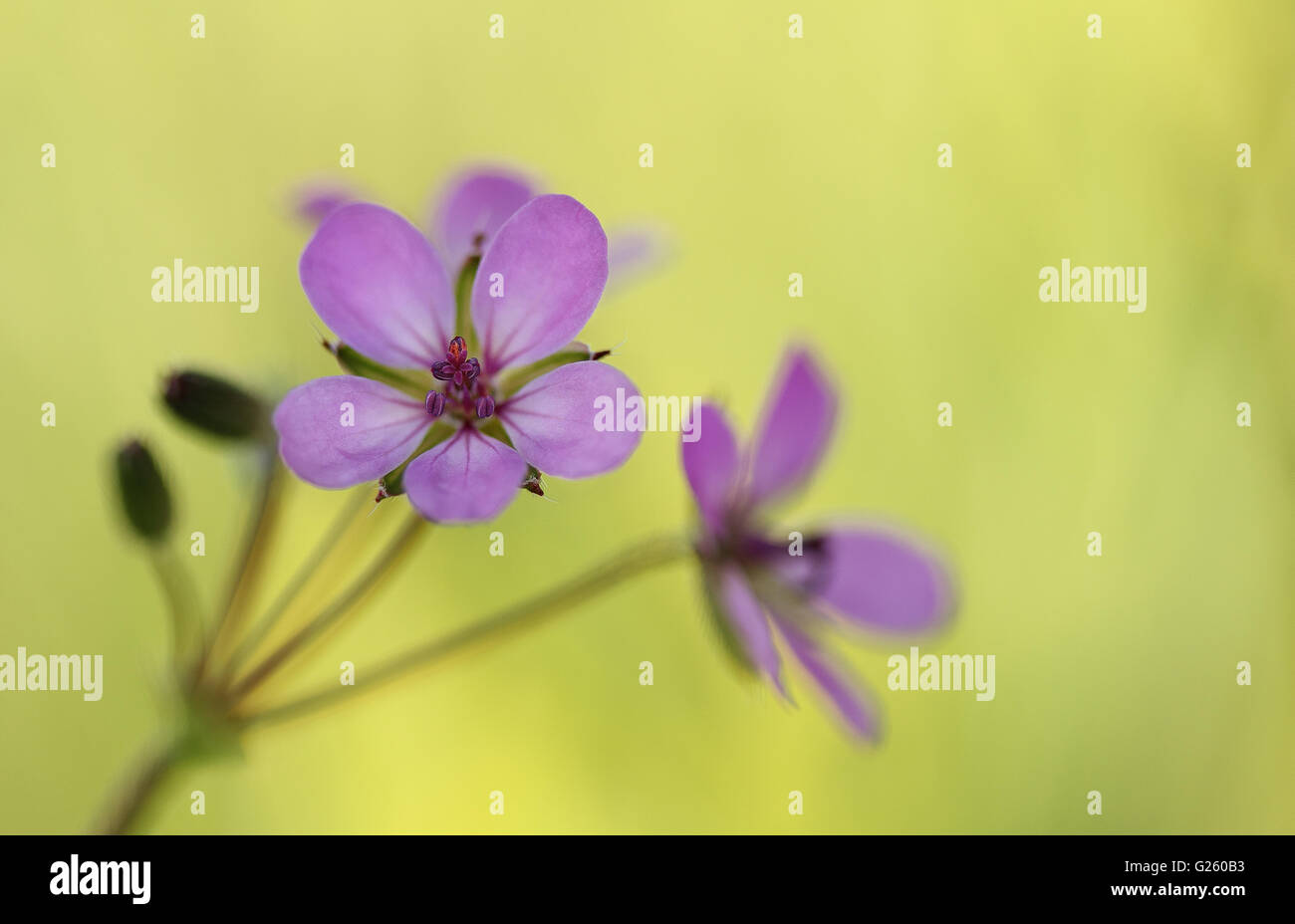 Blume des redstem filaree oder redstem Stork's Bill (Erodium cicutarium) Stockfoto