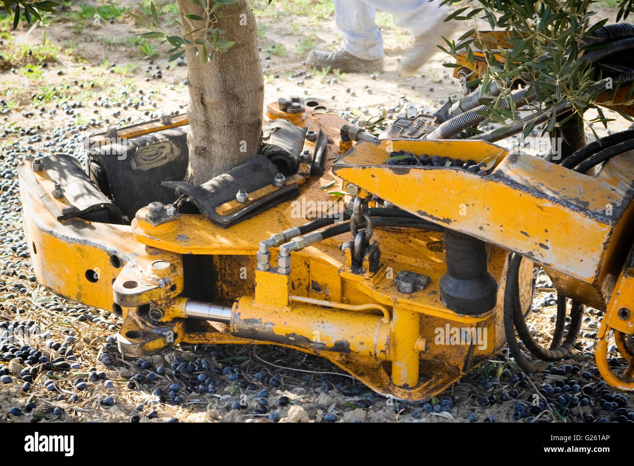 Vibrierende Maschine in ein Olivenbaum, Olive-Zusammenstellung der  mechanische Form whrend des Winters in Jan Stockfotografie - Alamy