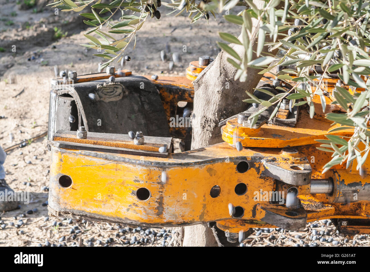 Vibrierende Maschine in ein Olivenbaum, Olive-Zusammenstellung der mechanische Form während des Winters in Jan Stockfoto