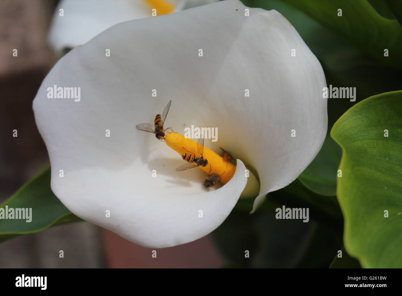 Schöne Makro-Fotos von schönen hellen Insekten. Nur in natürlicher Umgebung. Stockfoto