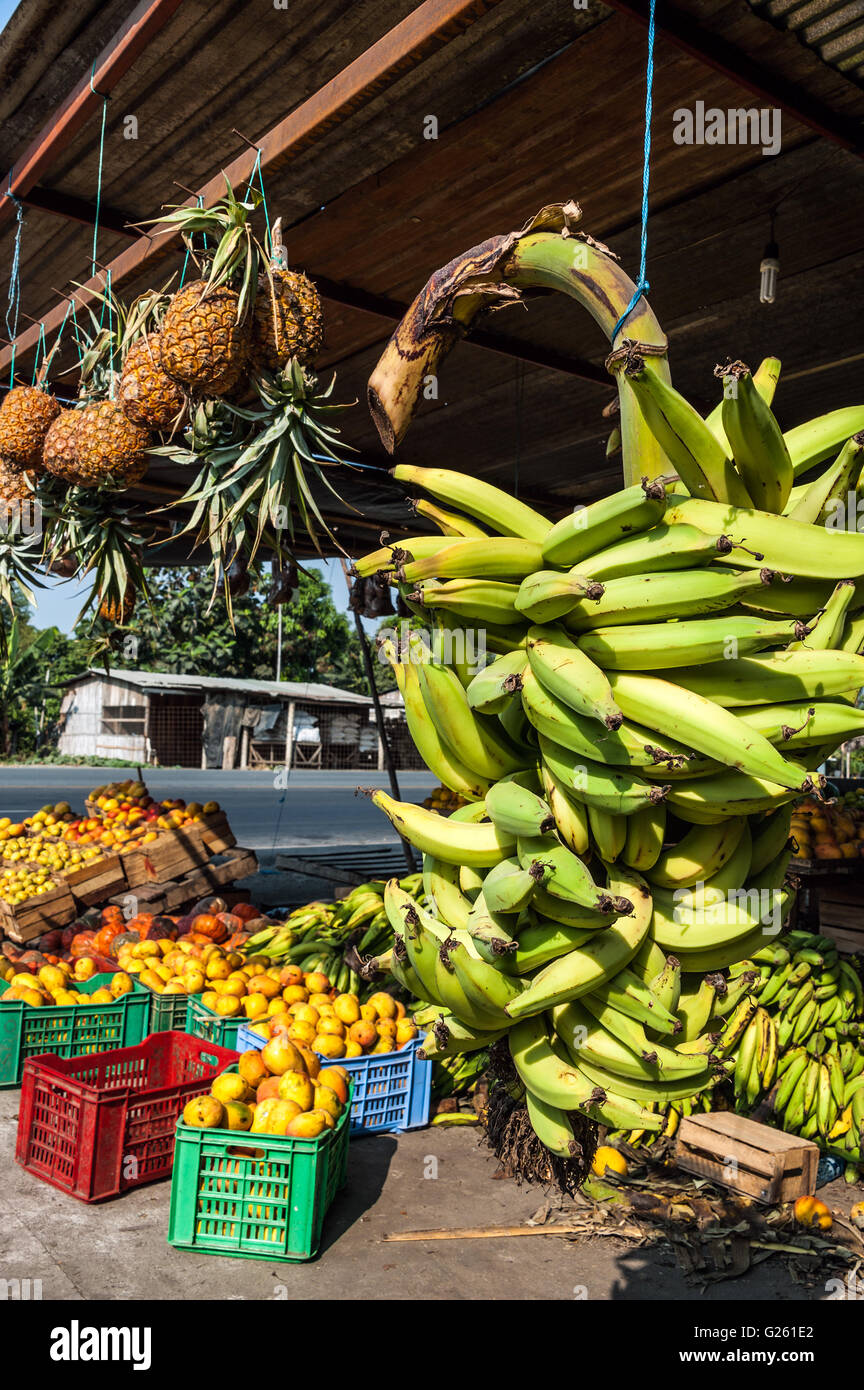 Banane Trauben, Lateinamerika Straße Markt, Ecuador, Provinz Guayas Stockfoto