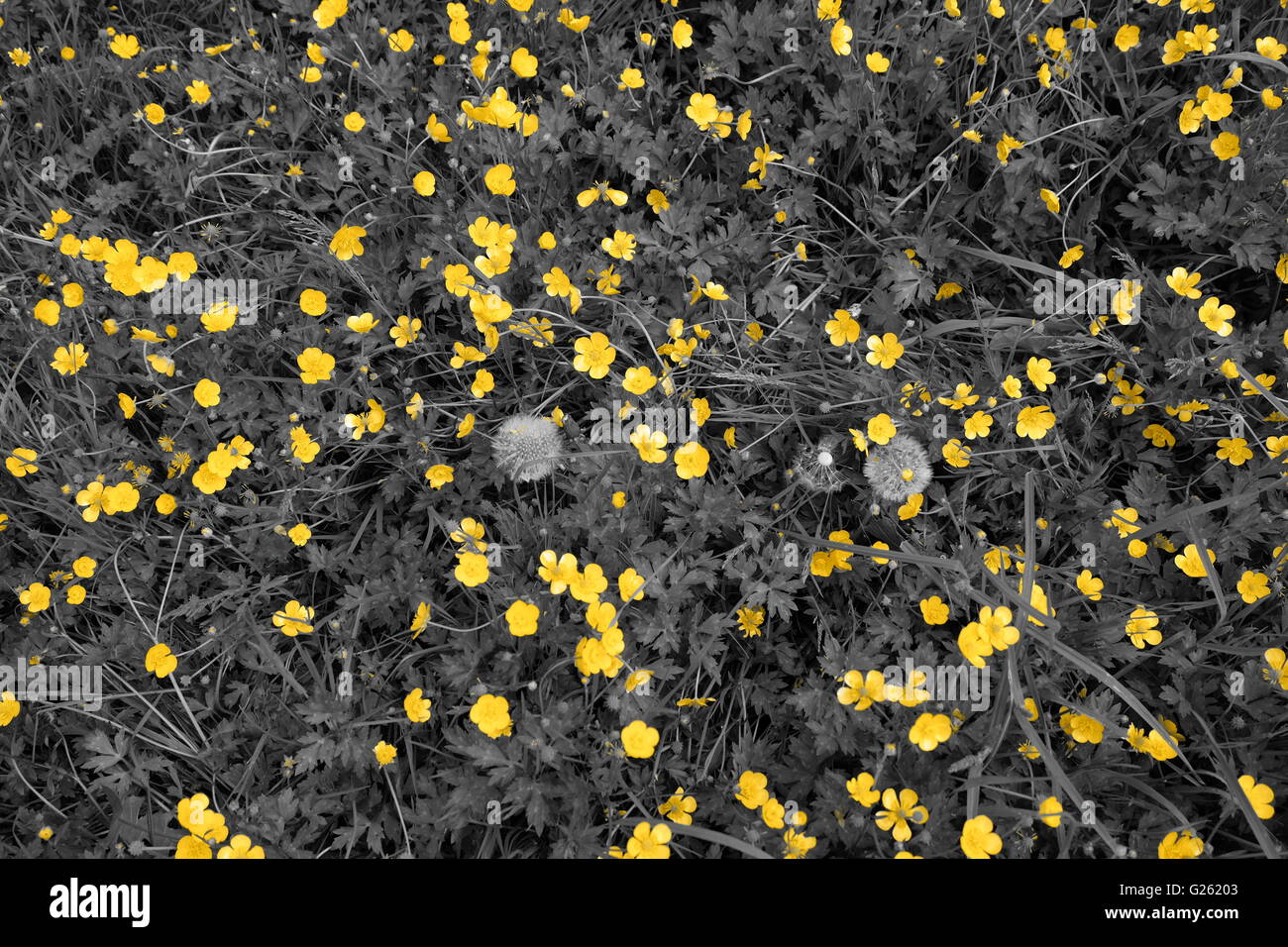 Gelbe Blumen Stockfoto