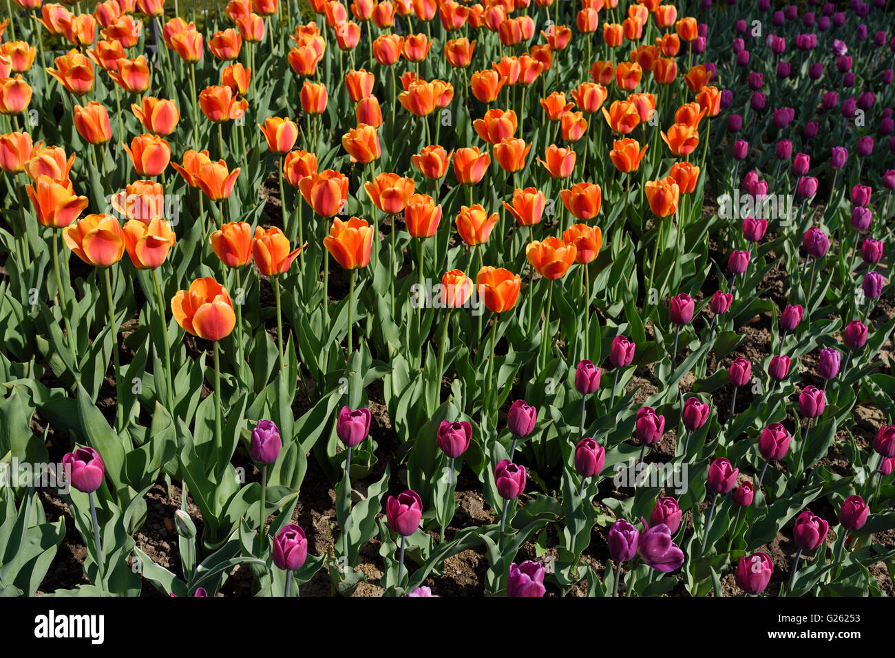 Kurve der violette Tulpen um orange Blumen im Frühjahr Stockfoto