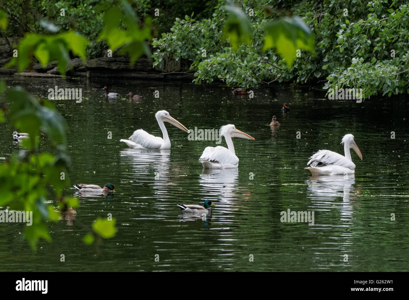 Pelikane Schwimmen im St. James Park, London England Vereinigtes Königreich UK Stockfoto
