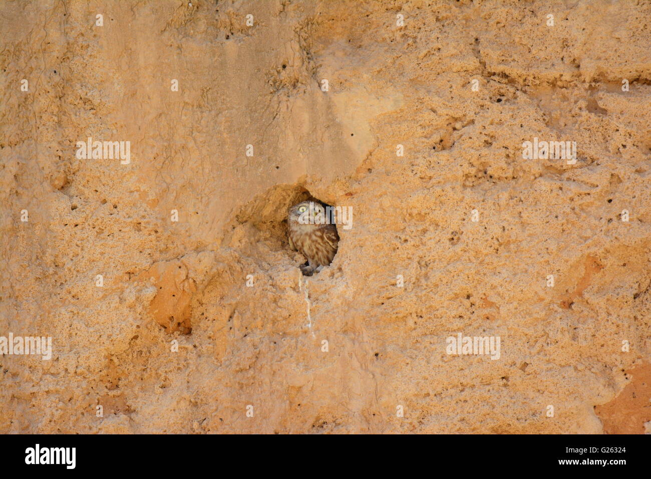 Steinkauz, Athene Noctua Kommissionierung aus Burrow Stockfoto
