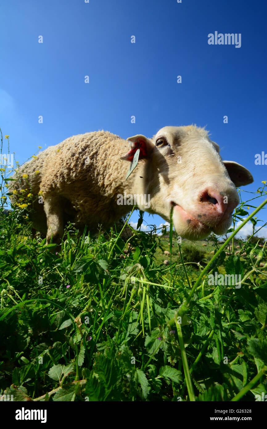 Schafe weiden, Grundriss Stockfoto