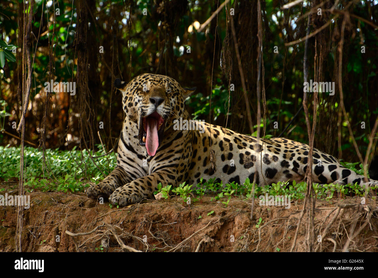 Jaguar (Panthera onca) die Region, die am Ufer des Flusses Três Irmãos im Landgut Mato Grosso liegt, wird Pantanal genannt. Stockfoto