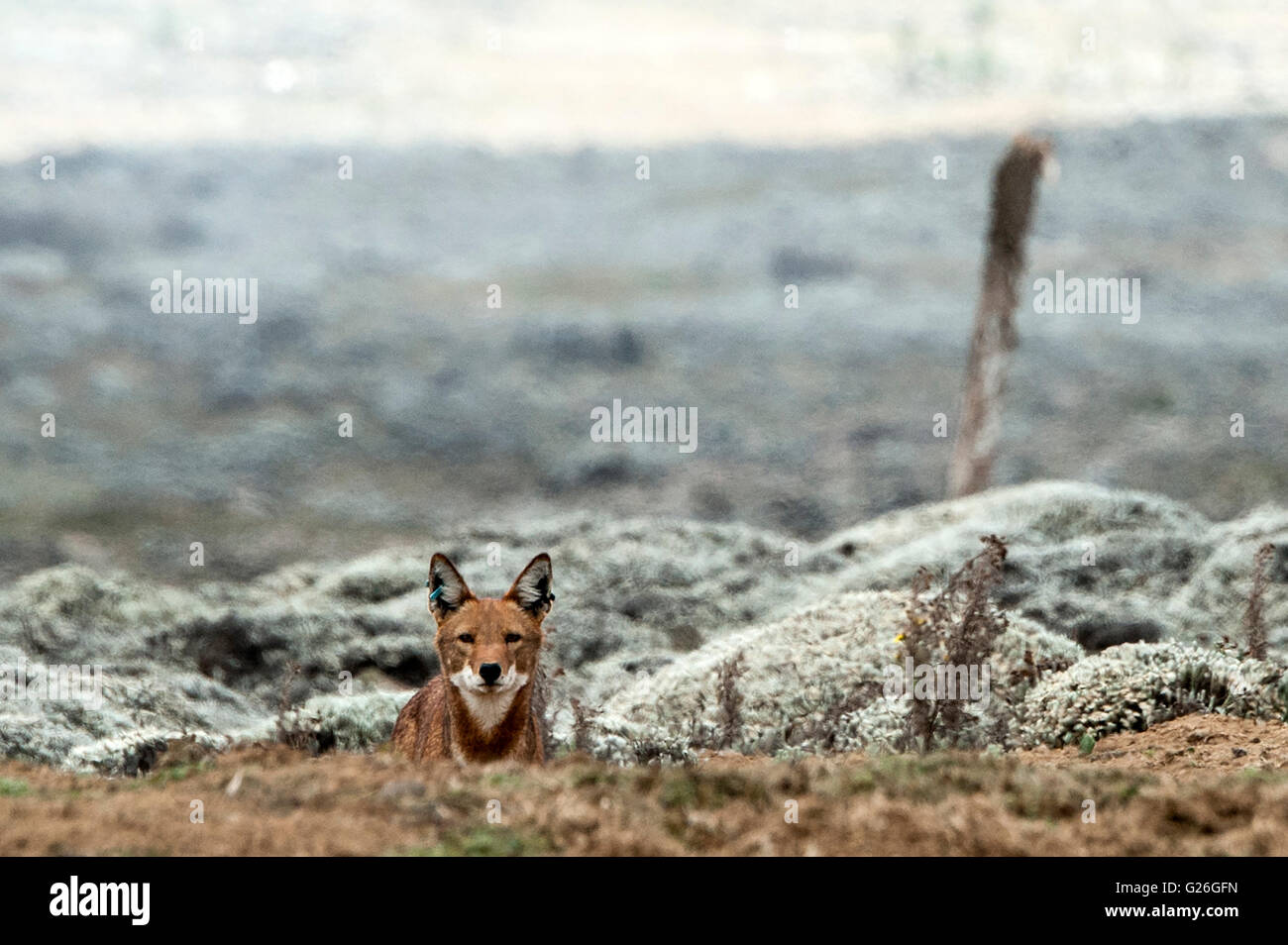 Äthiopischer Wolf Bale Mountains, Äthiopien Stockfoto