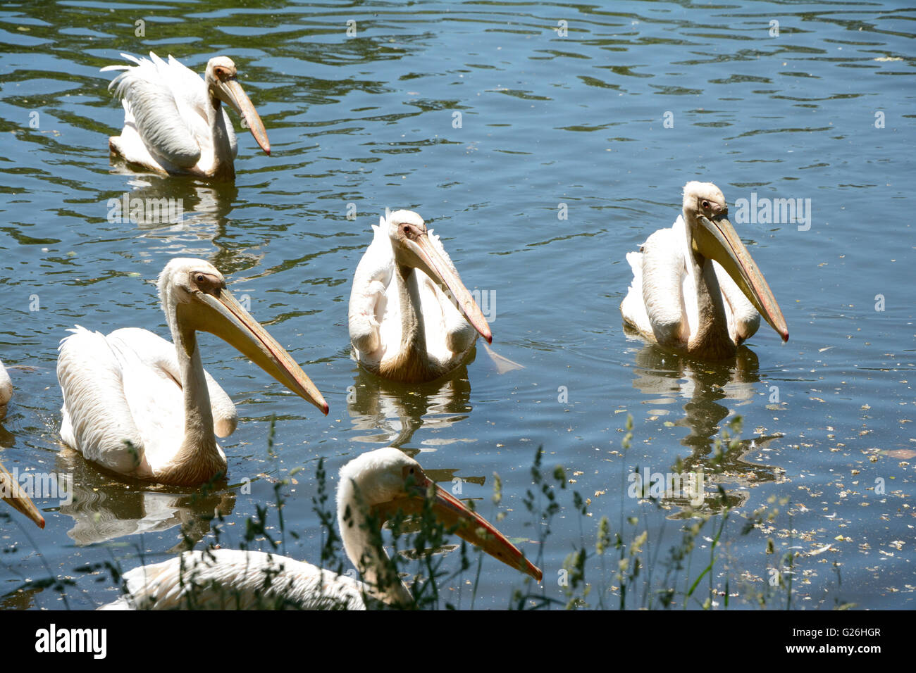 Rosa Pelikane Schwimmen am Ufer eines Teiches. Stockfoto