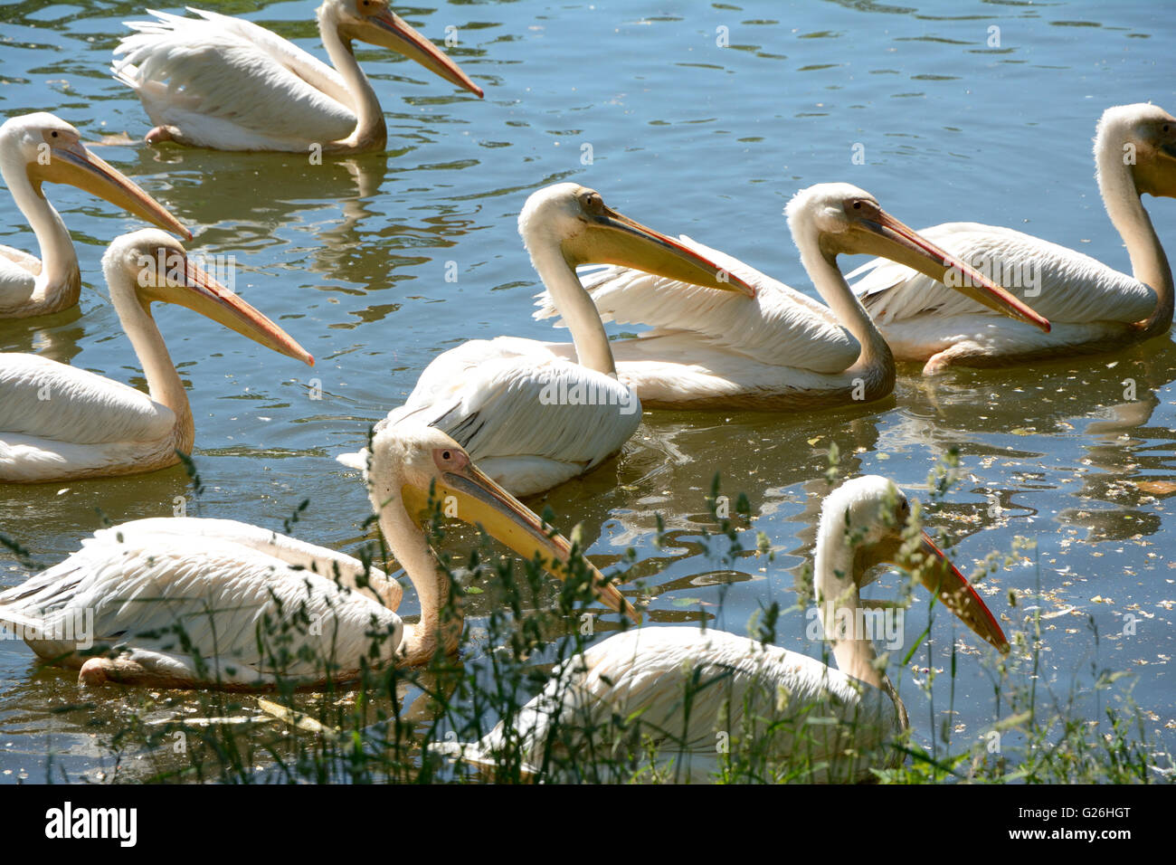 Rosa Pelikane Schwimmen am Ufer eines Teiches. Stockfoto