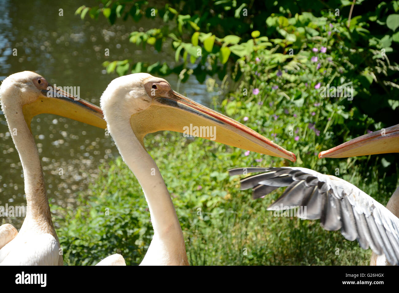 Rosa Pelikane stehen am Ufer eines Teiches. Stockfoto