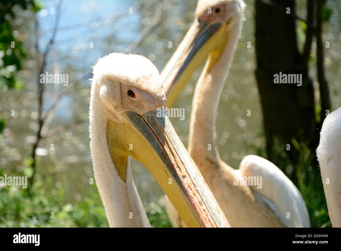 Rosa Pelikane stehen am Ufer eines Teiches. Stockfoto