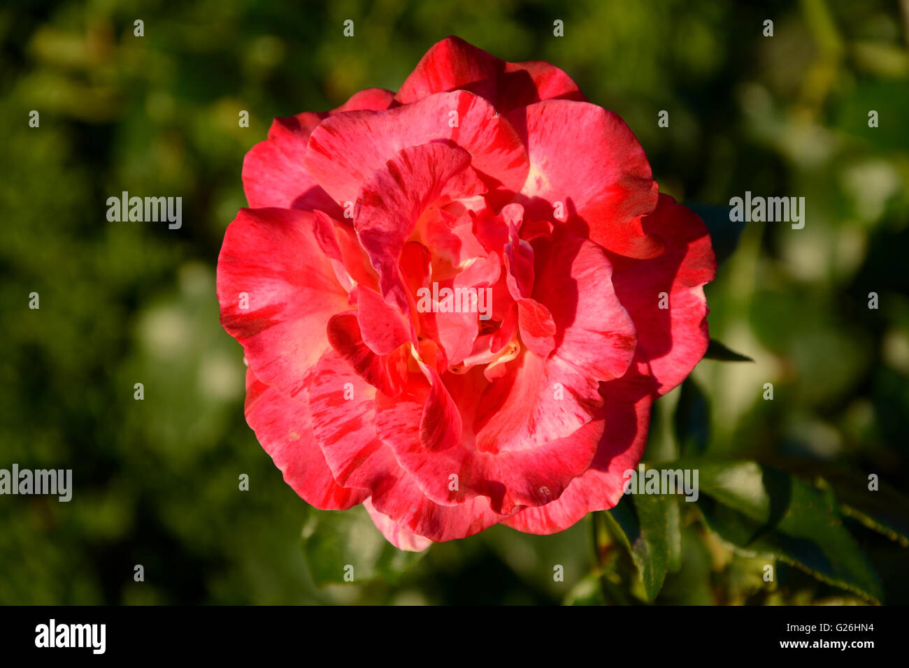 Rosenblüten-Closeup im Garten Stockfoto
