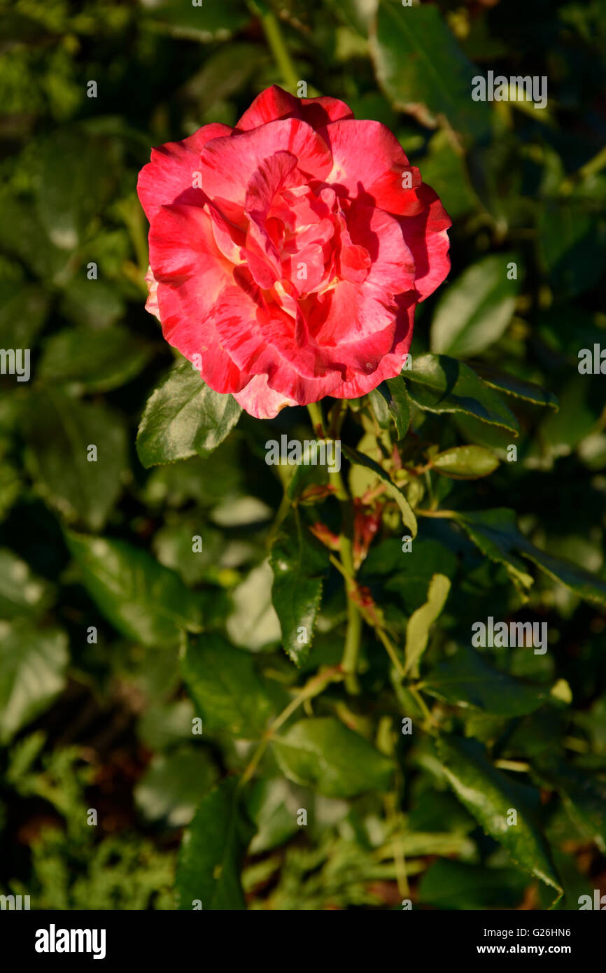 Rosenblüten-Closeup im Garten Stockfoto