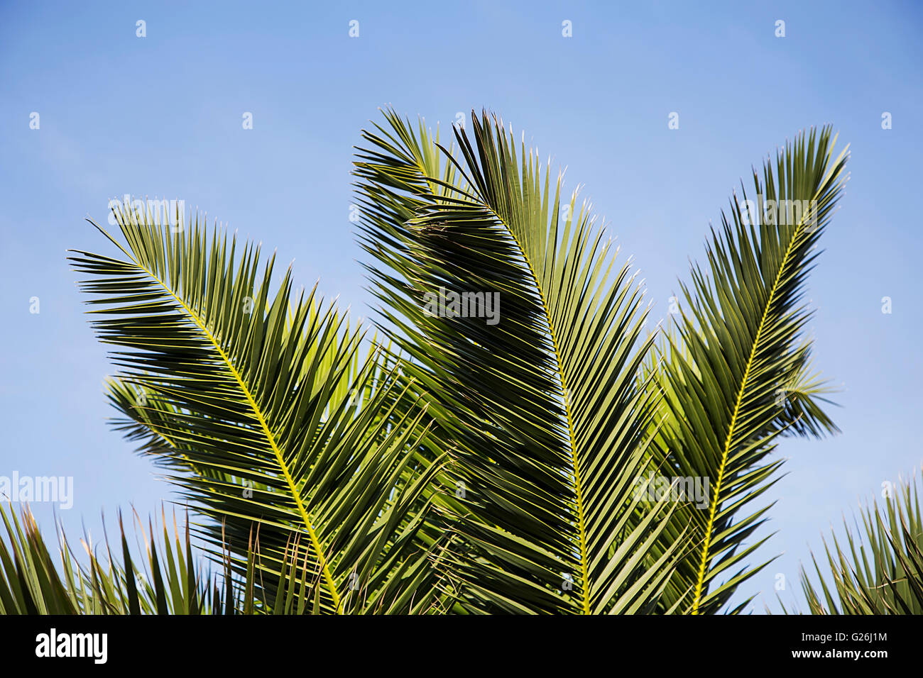 Blick auf Palmblättern auf Himmelshintergrund Stockfoto