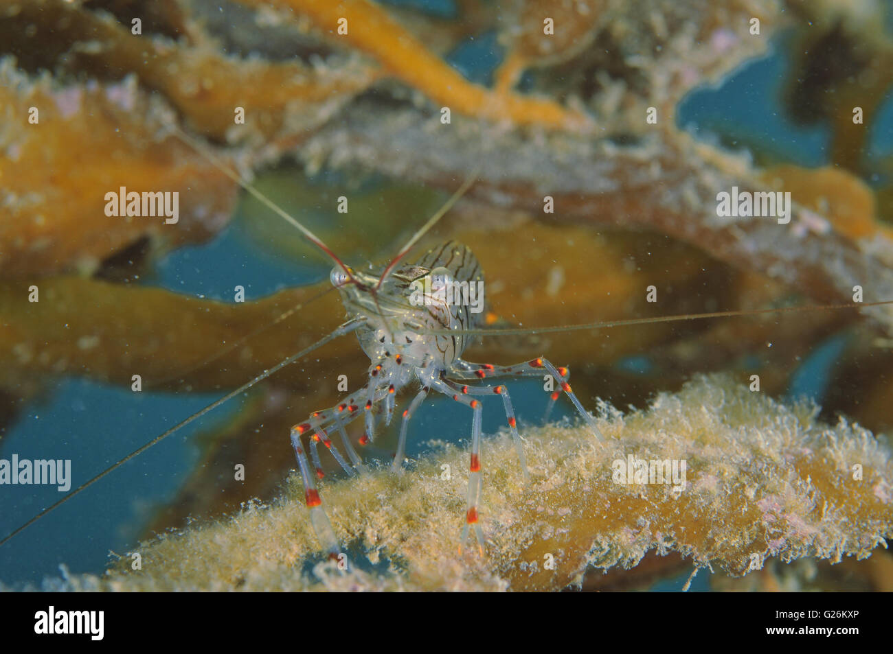 Gemeinsamen Garnelen Palaemon Affinis auf Seetang Wedel Stockfoto