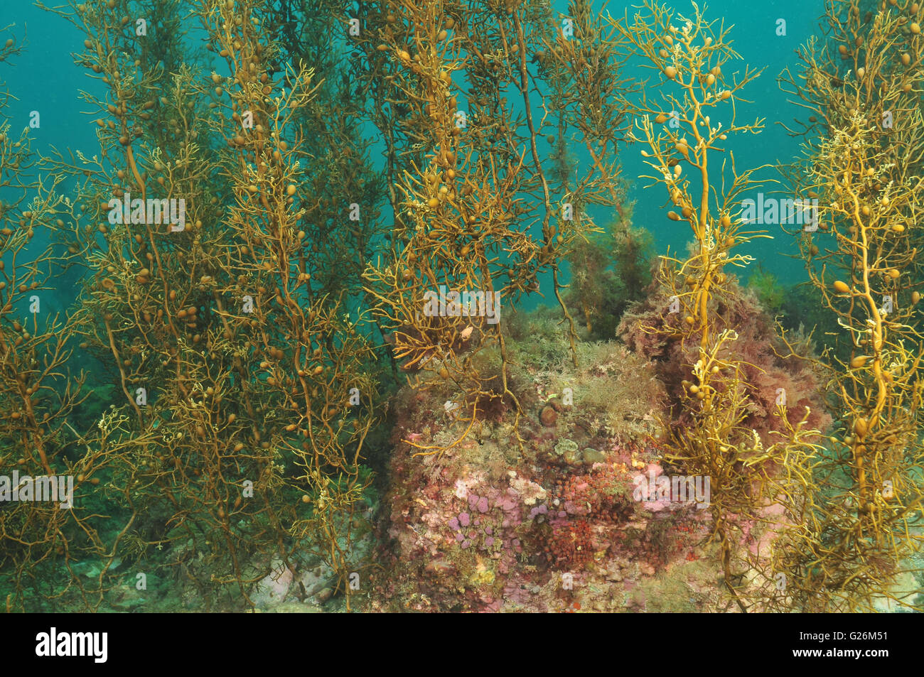 Flachwasser Kelpwald auf flach felsigen Riff Stockfoto