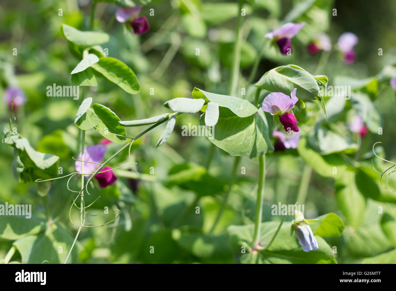 Lila Erbsen in einem Gemüsegarten. Stockfoto