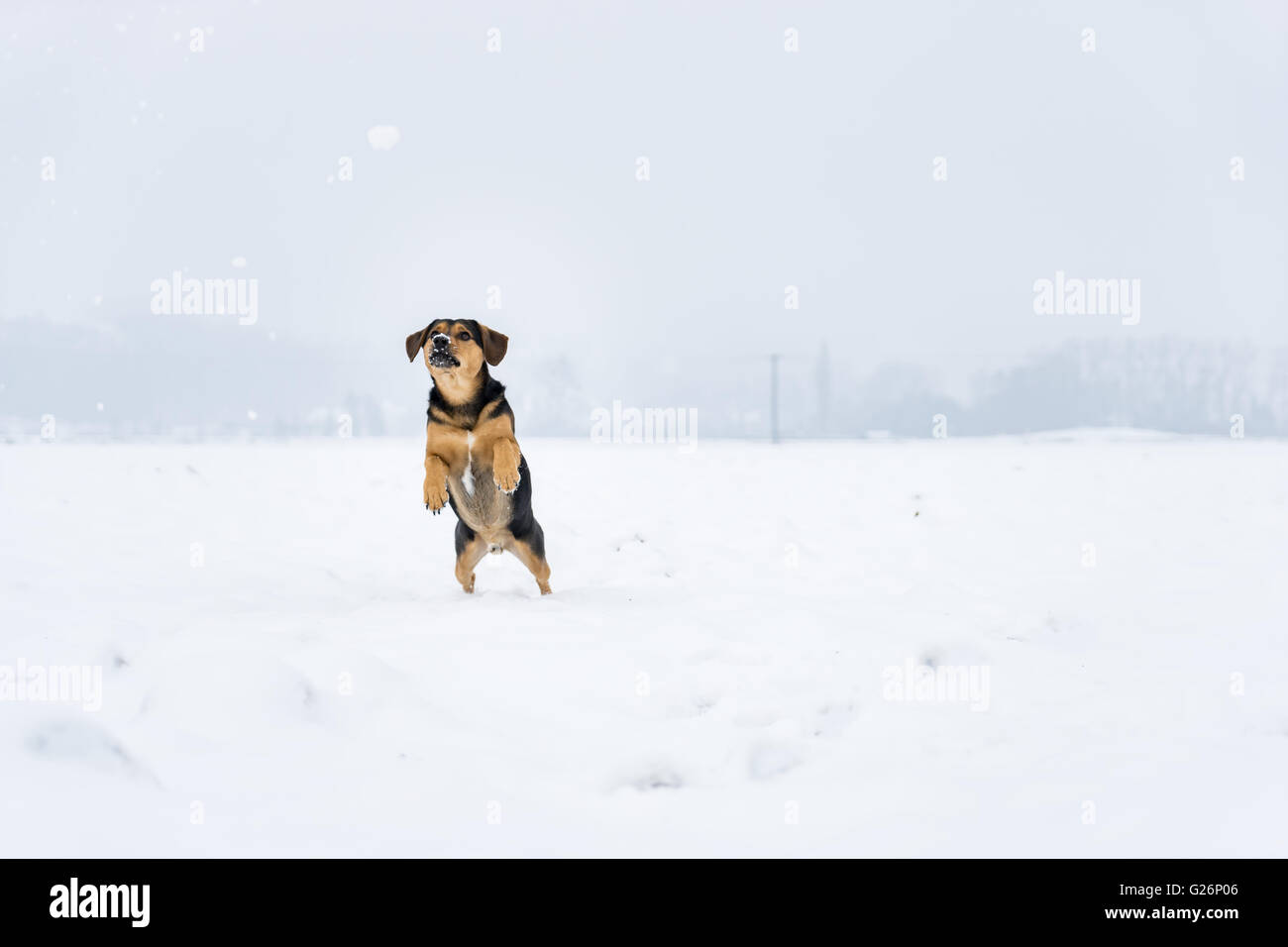 Hund konzentriert sich Schneeball Stockfoto