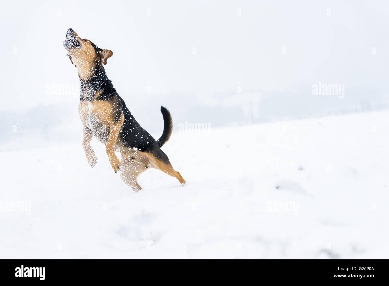 Hund springt in die Luft zu einem Schneeball Stockfoto