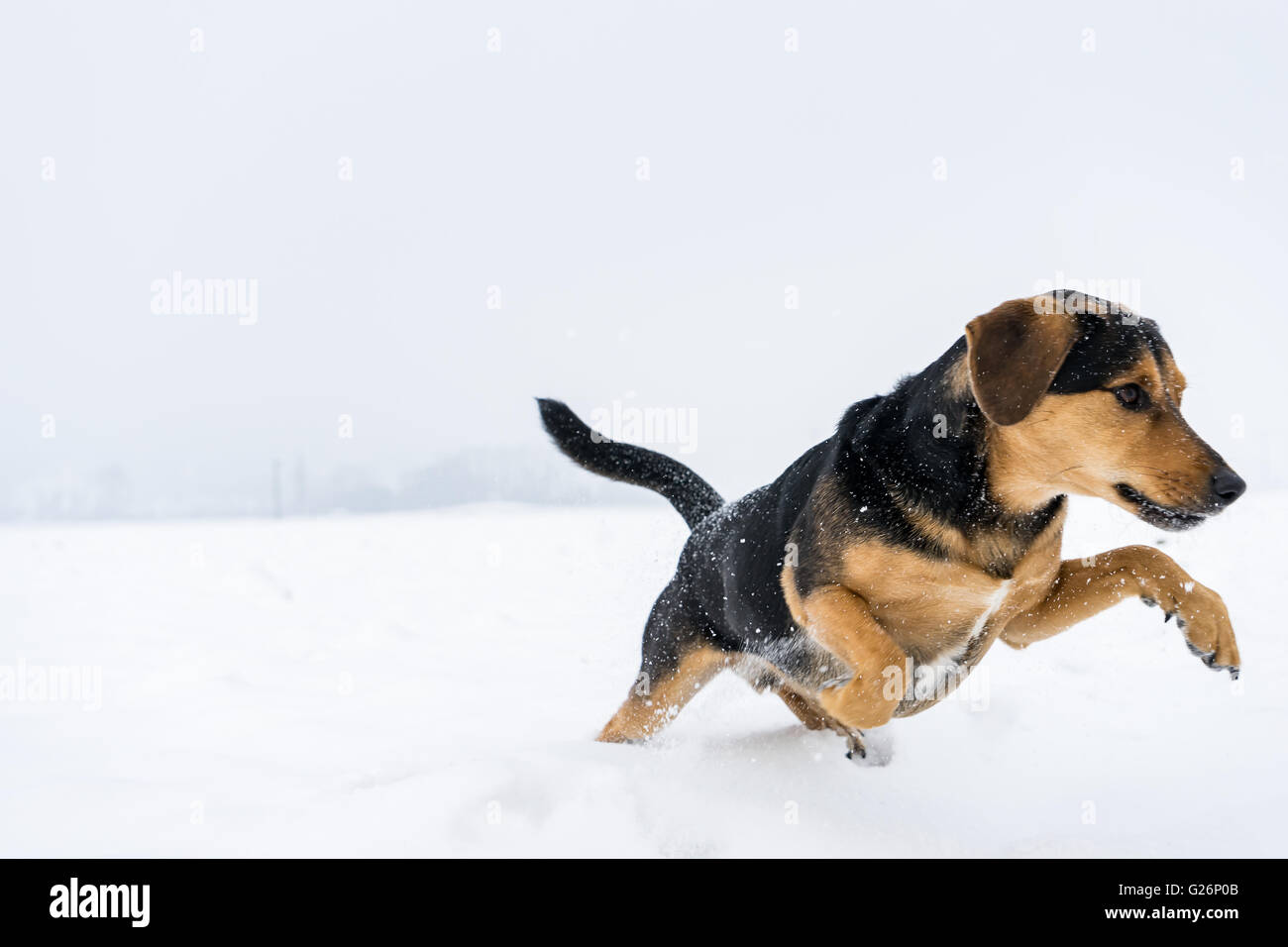 Hund sucht den Schneeball Stockfoto