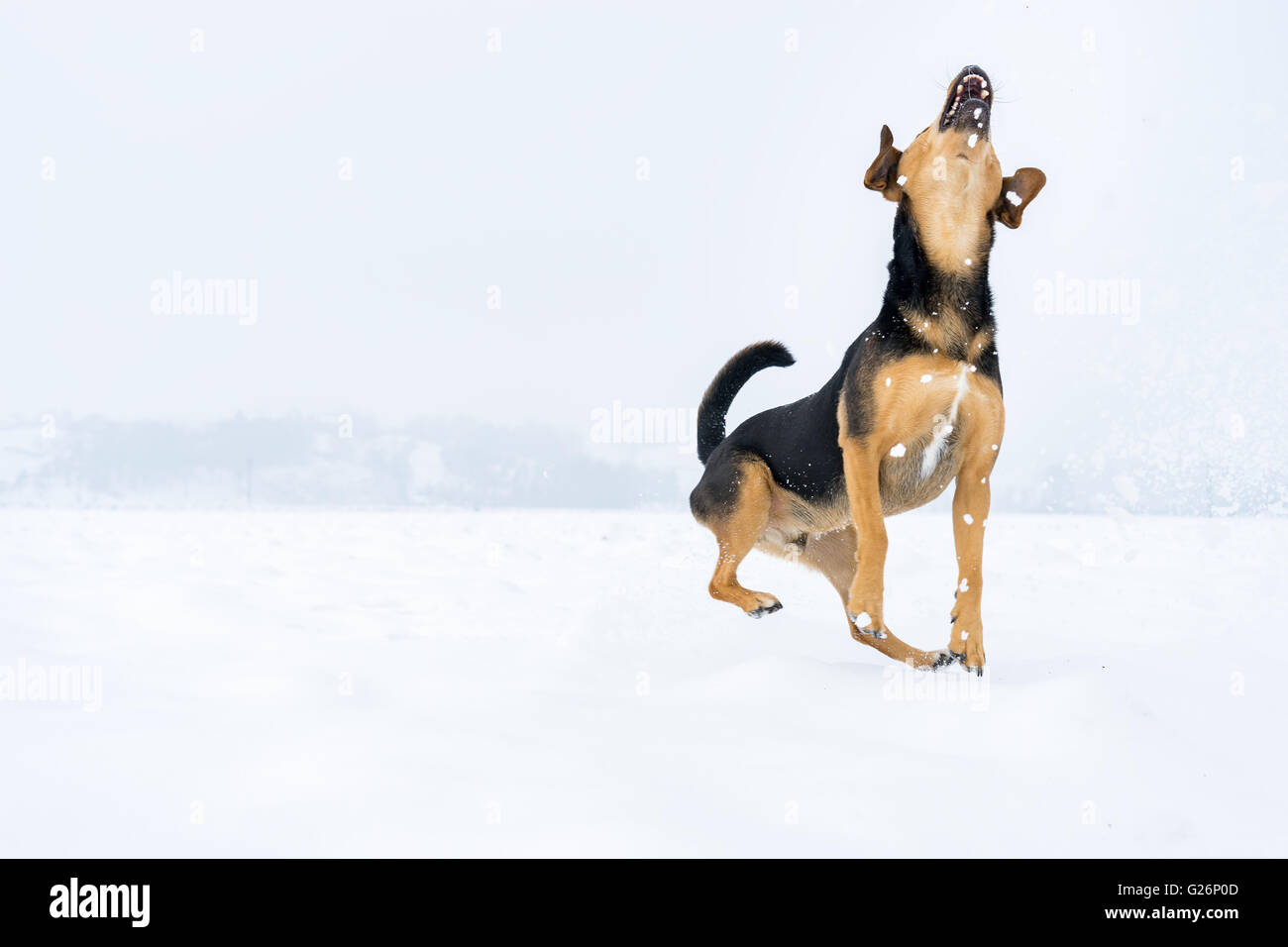 Springenden Hund mit geöffneten Mund/Maulkorb Stockfoto