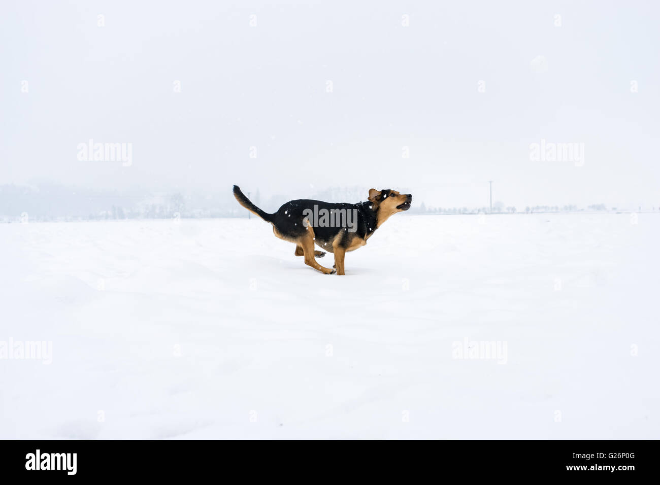 Laufender Hund im Schneefeld Stockfoto