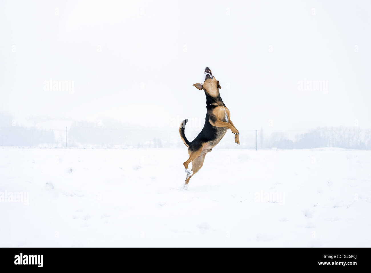 Hund bekommt Schneeball in der Luft Stockfoto