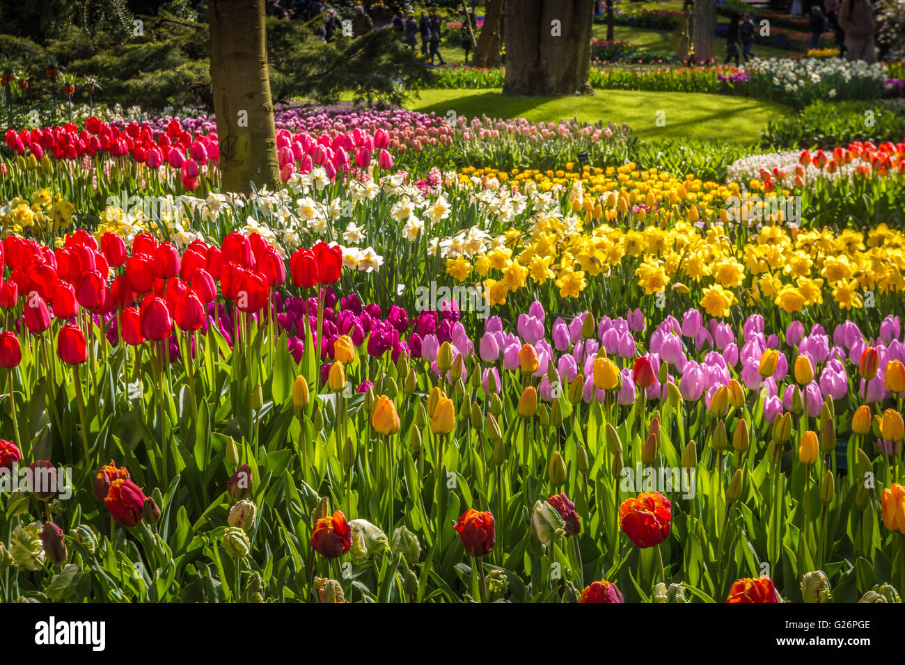 Blumen in Holland Stockfoto