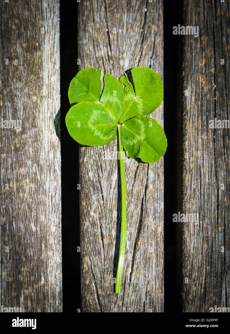 Vierblättriges Kleeblatt bringt Glück auf Holz Hintergrund Stockfoto