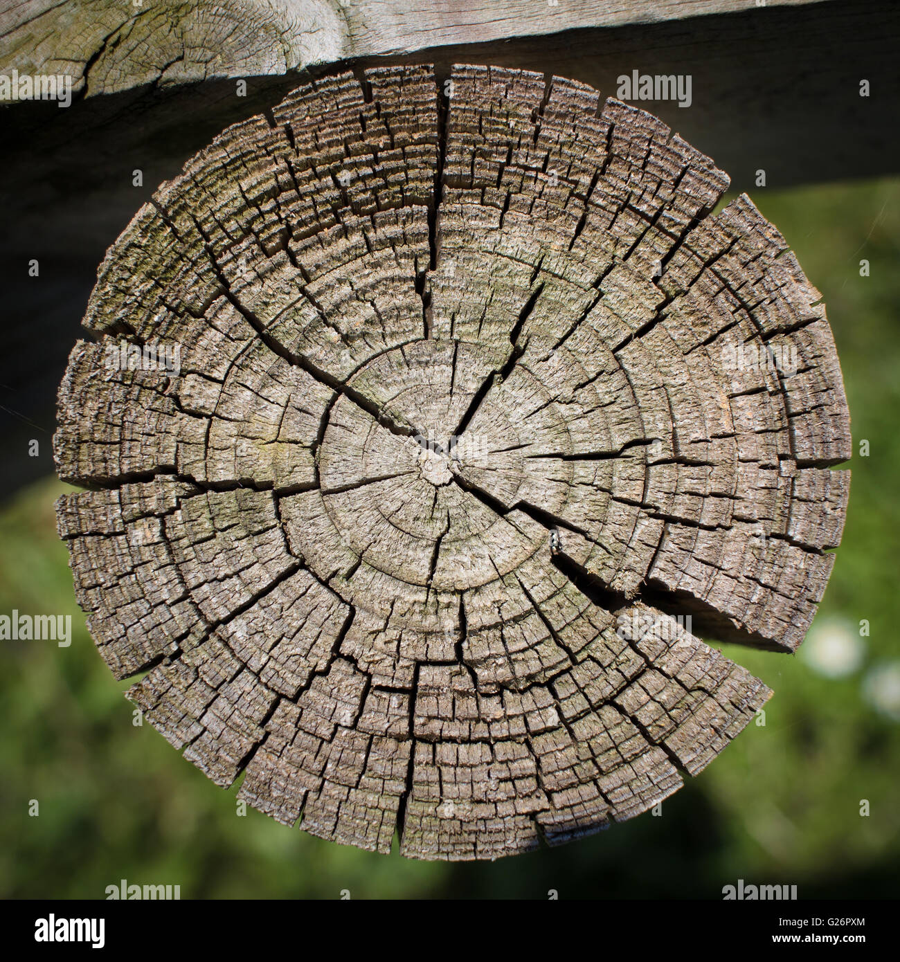 Alten Baumstumpf Stockfoto
