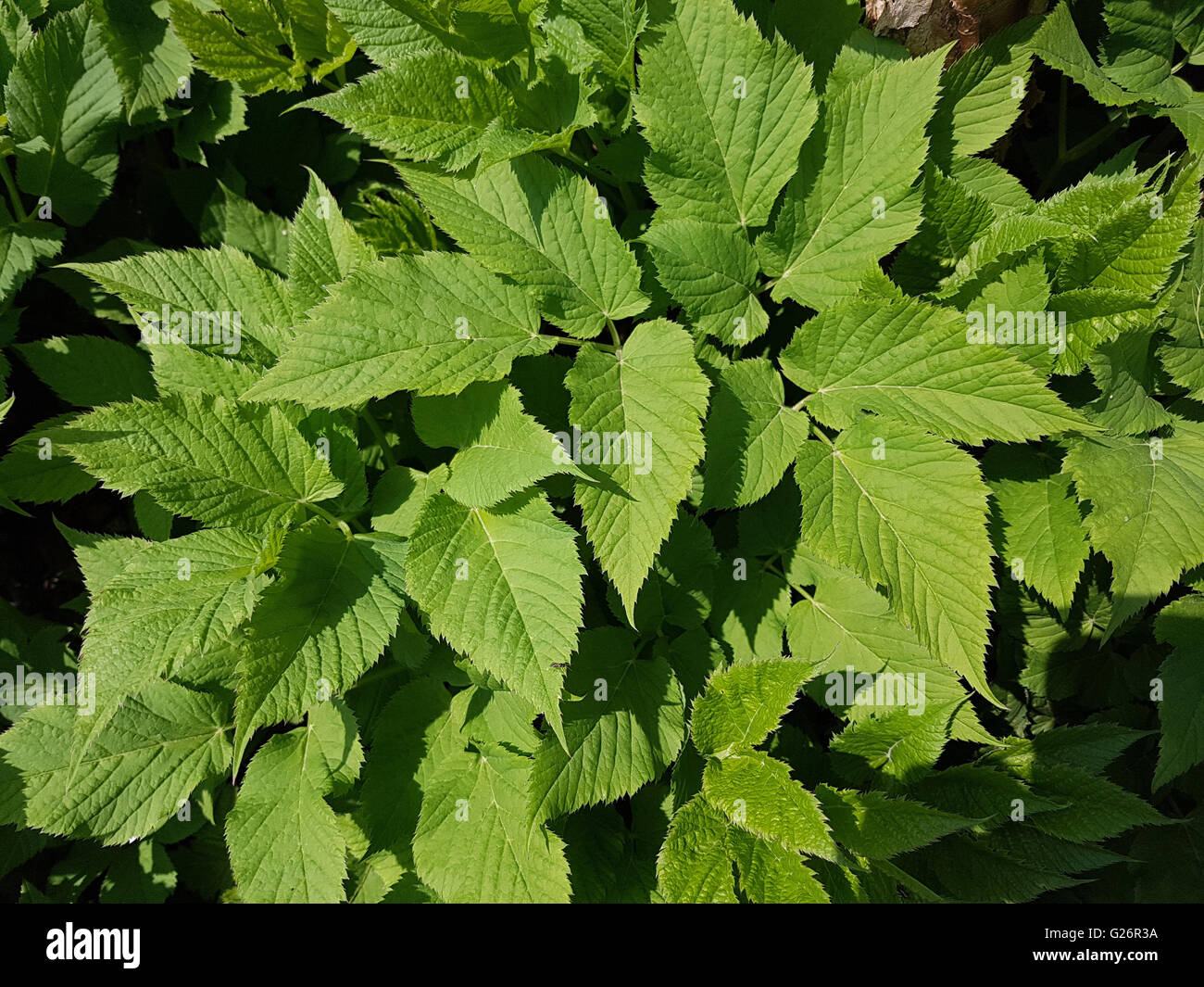 Giersch; Aegopodium Podagraria; Stockfoto