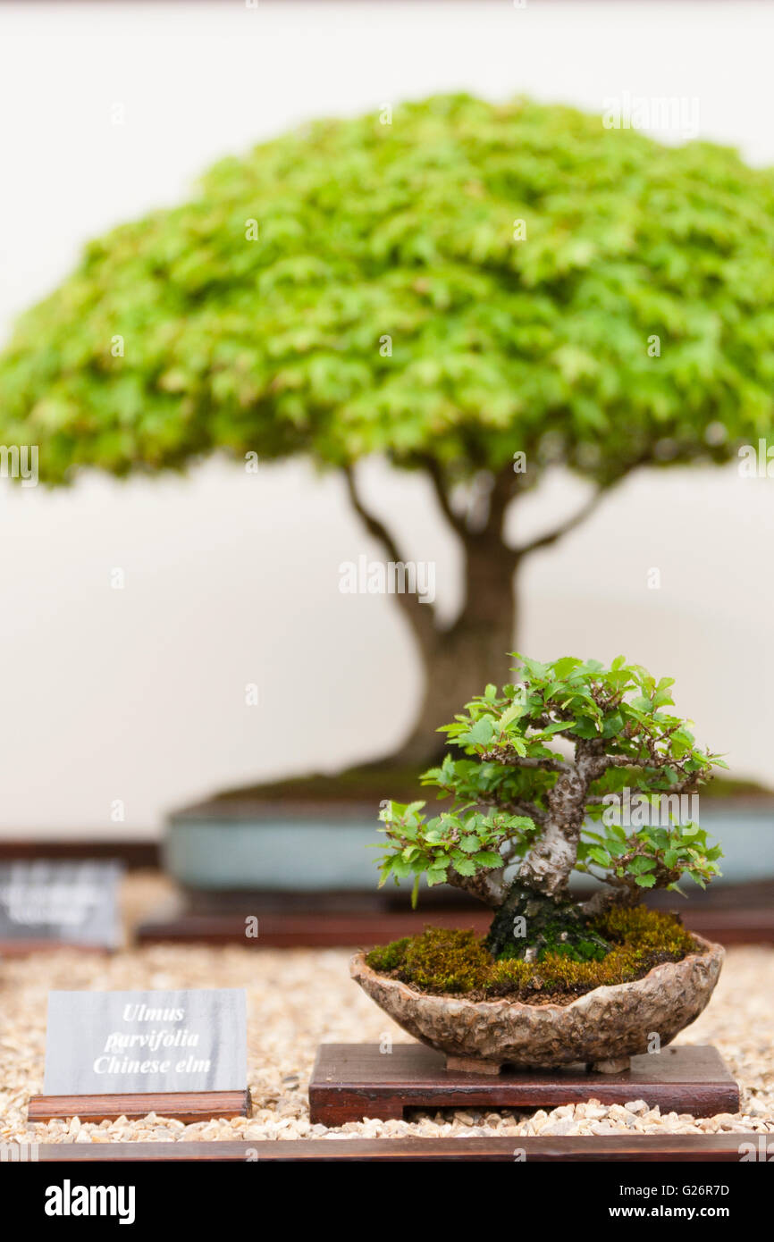 Bonsai tree show Fotos und Bildmaterial in hoher Auflösung Alamy