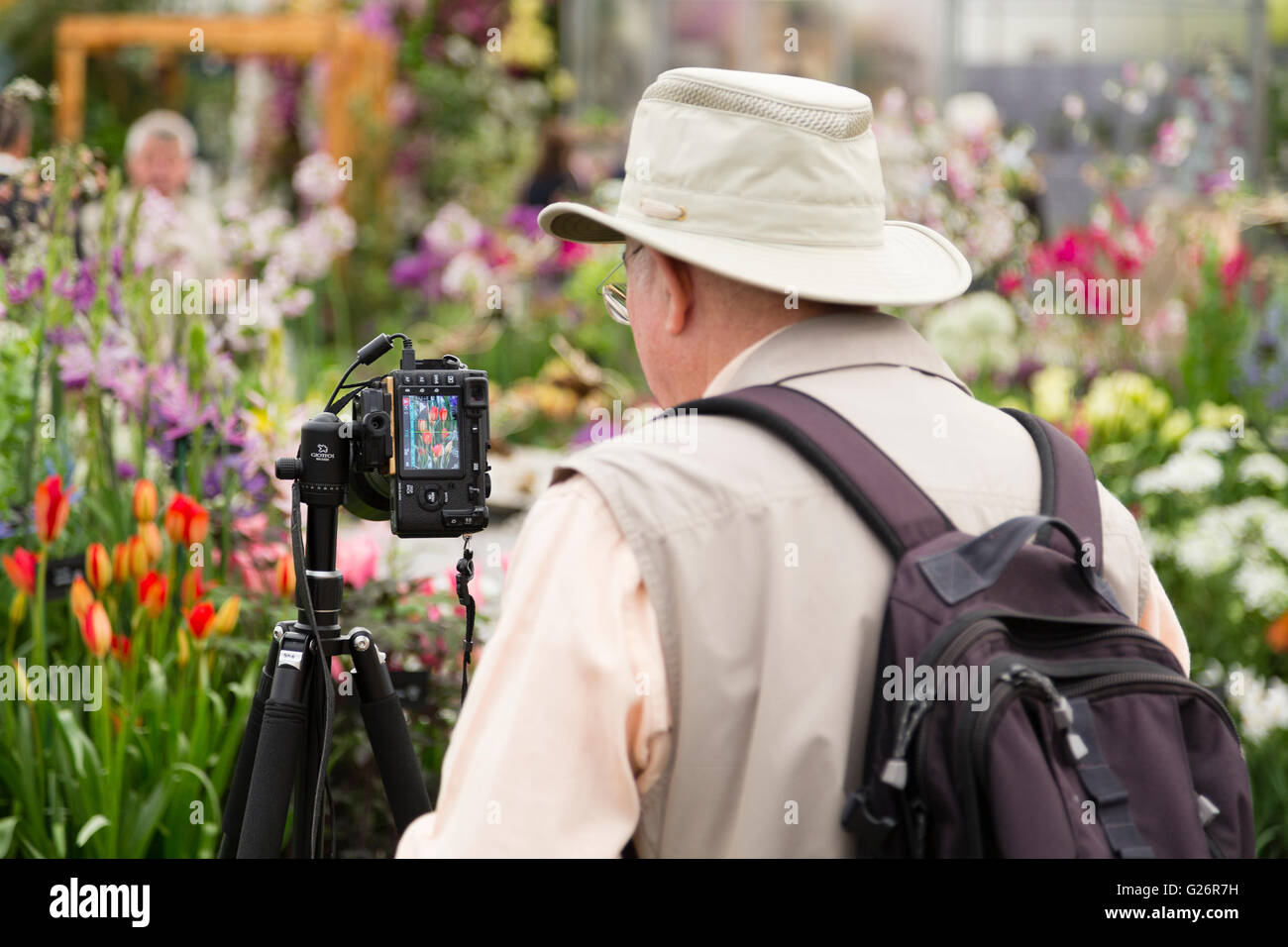 Chelsea Flower Show, London, UK. Ein Mann legt seine Kamera auf einem Stativ fotografieren auf der Chelsea Flower Show. Stockfoto