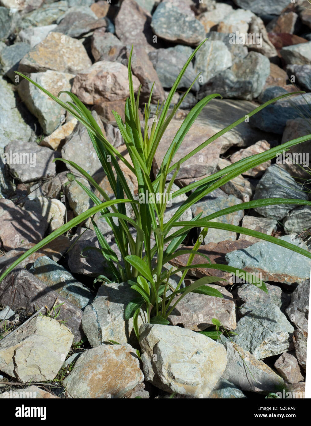 Pfirsichblaettrige; Glockenblume; Campanula persicifolia Stockfoto