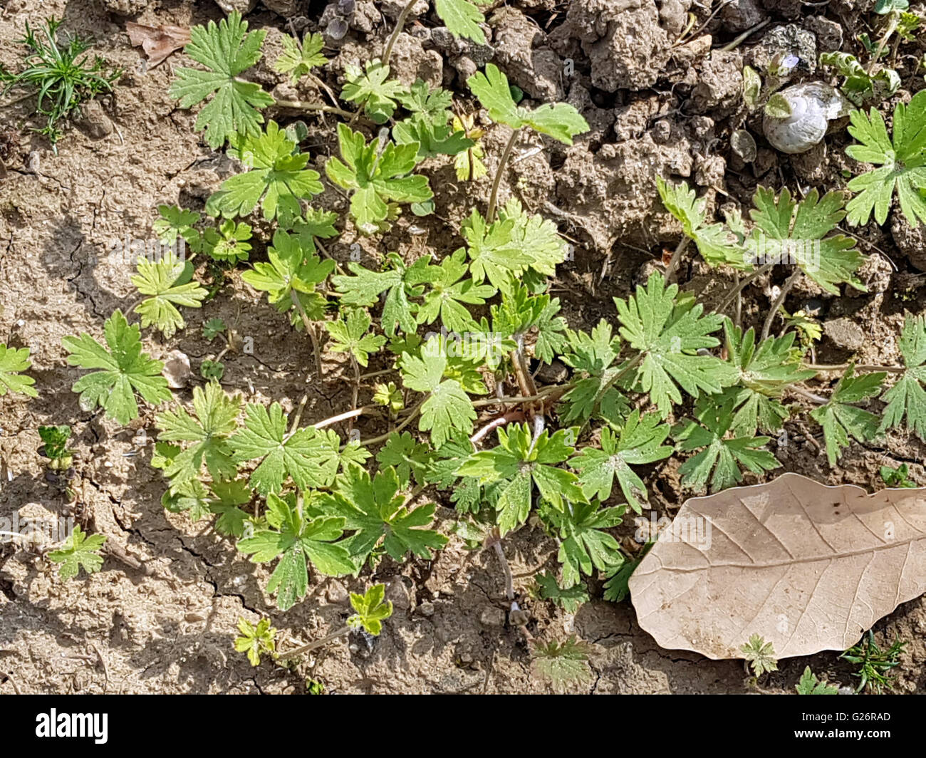 Storchschnabel, Geranium; Sproessling Stockfoto