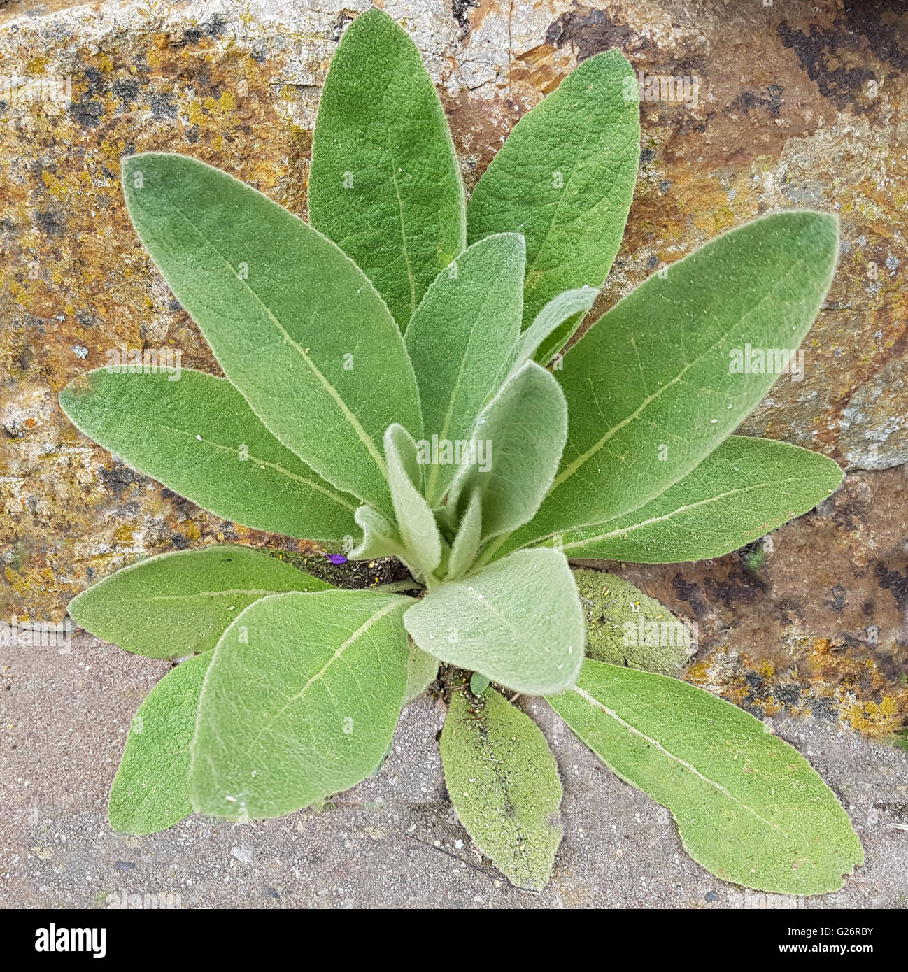 Koenigskerze, Sproessling, Jungpflanze Stockfotografie - Alamy