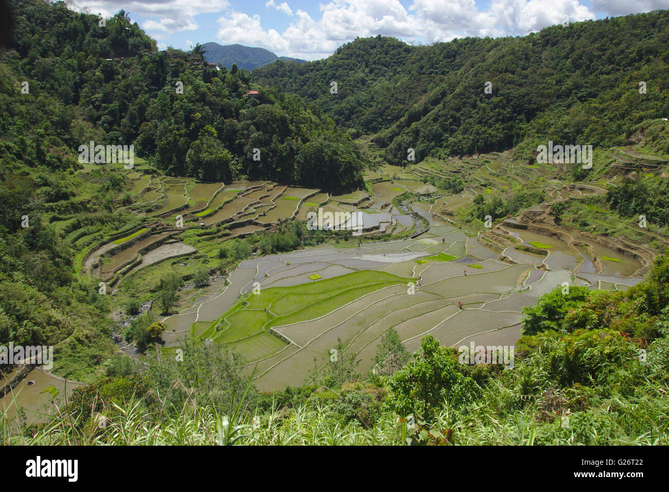 Ifugao Reisterrassen von Banaue, Luzon, Philippinen Stockfoto