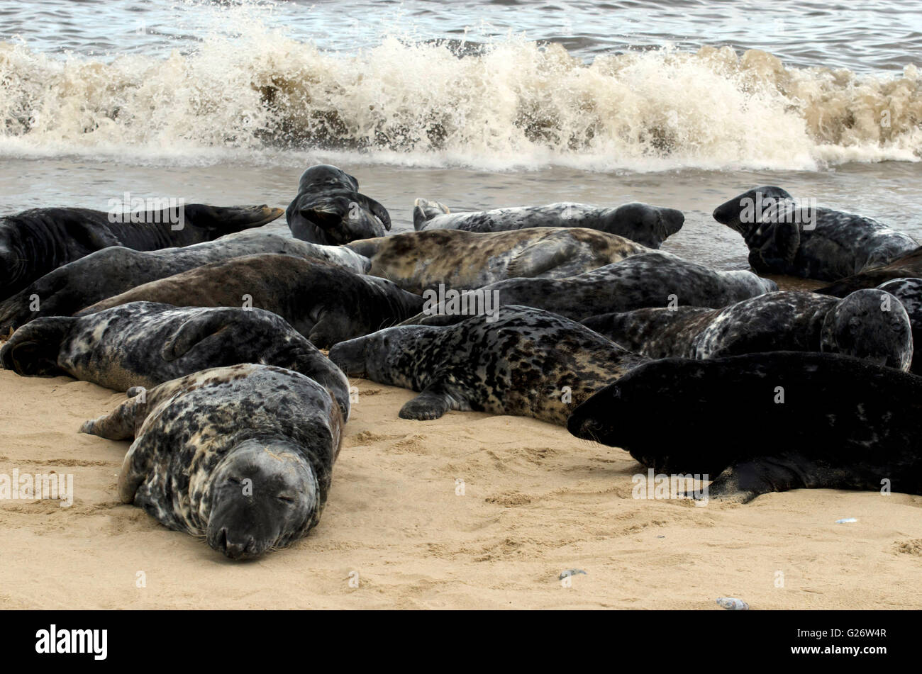 Atlantische Kegelrobben Halichoerus Grypus Sonnen Sich Am Strand In atlantische-kegelrobben-halichoerus-grypus-sonnen-sich-am-strand-in