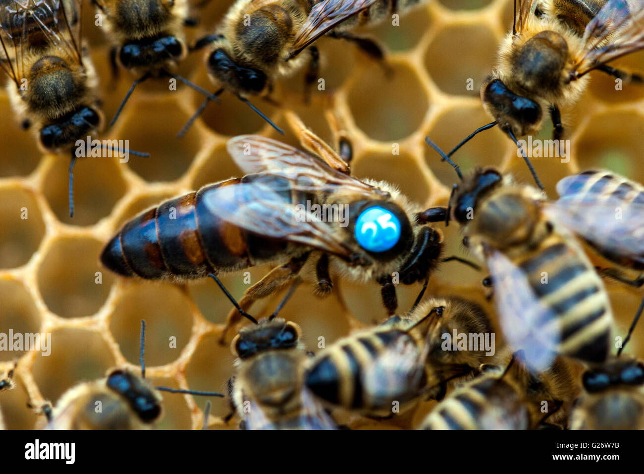 Honigbienen-Königin, markiert und umgeben von Arbeiterinnen APIs mellifera Bienenvolk-Königin Stockfoto