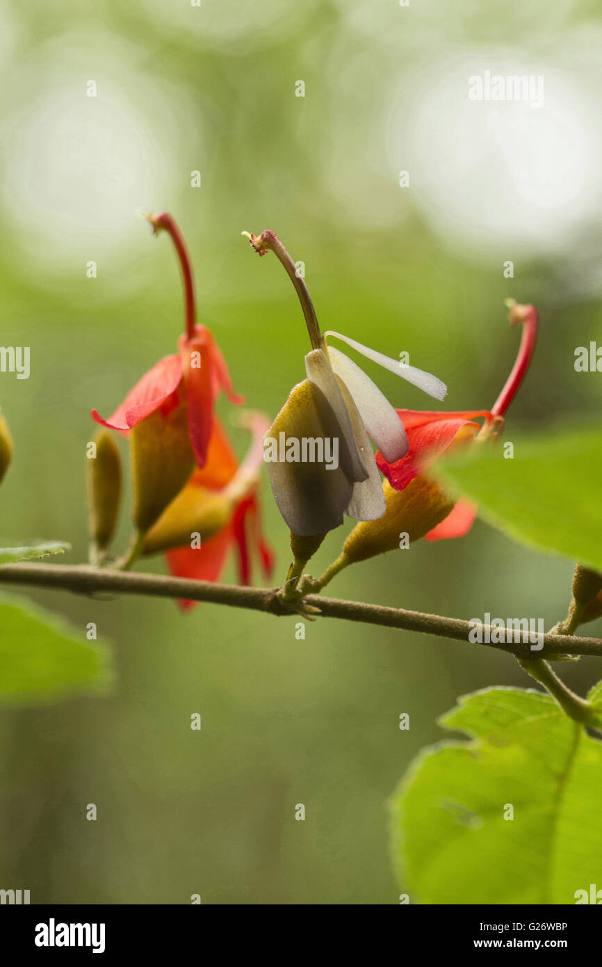 Rote Blüten im Sommer bei Chorla Ghats Mhadei Wildlife Sanctuary Goa Stockfoto