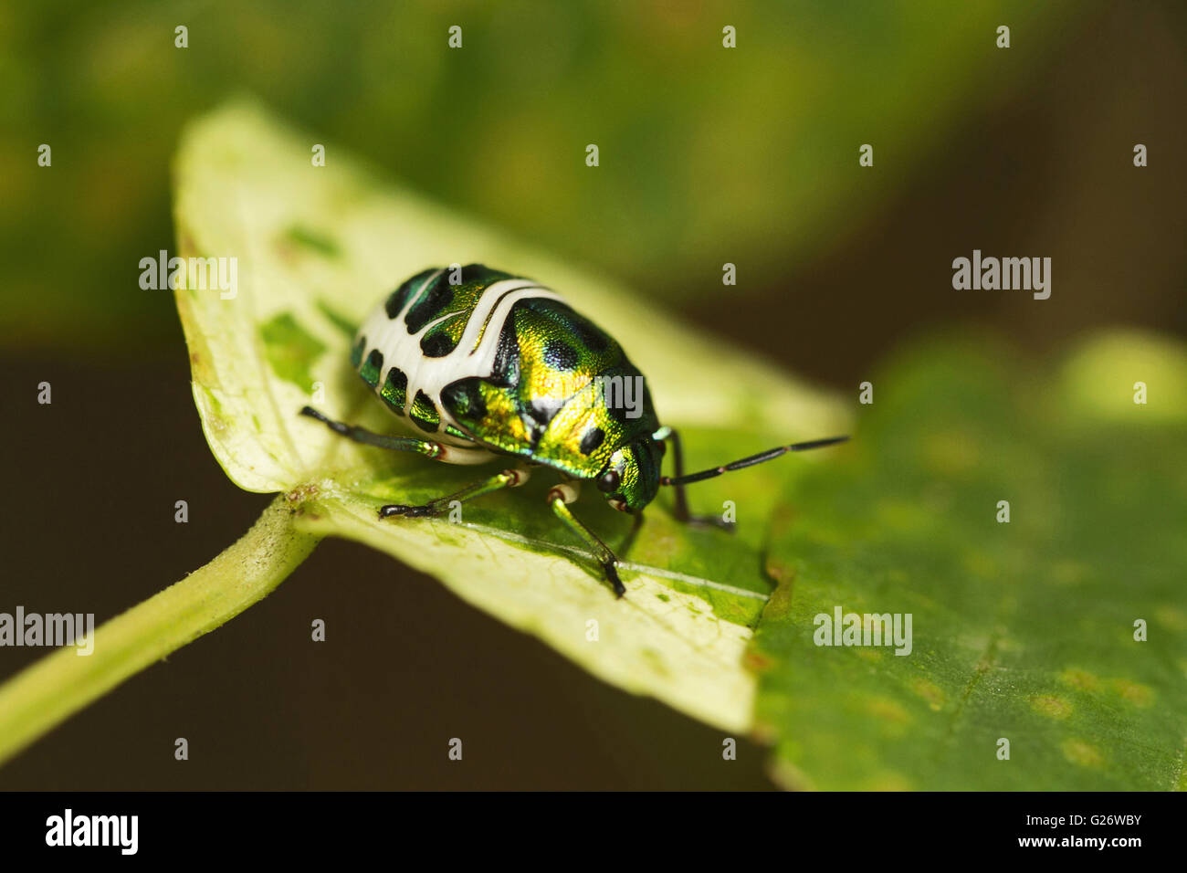 Jewel Bug oder Schild gesichert Bug in der Familie scutelleridae. chrysocoris stolli. chorla Ghats mhadei Wildlife Sanctuary Goa Stockfoto