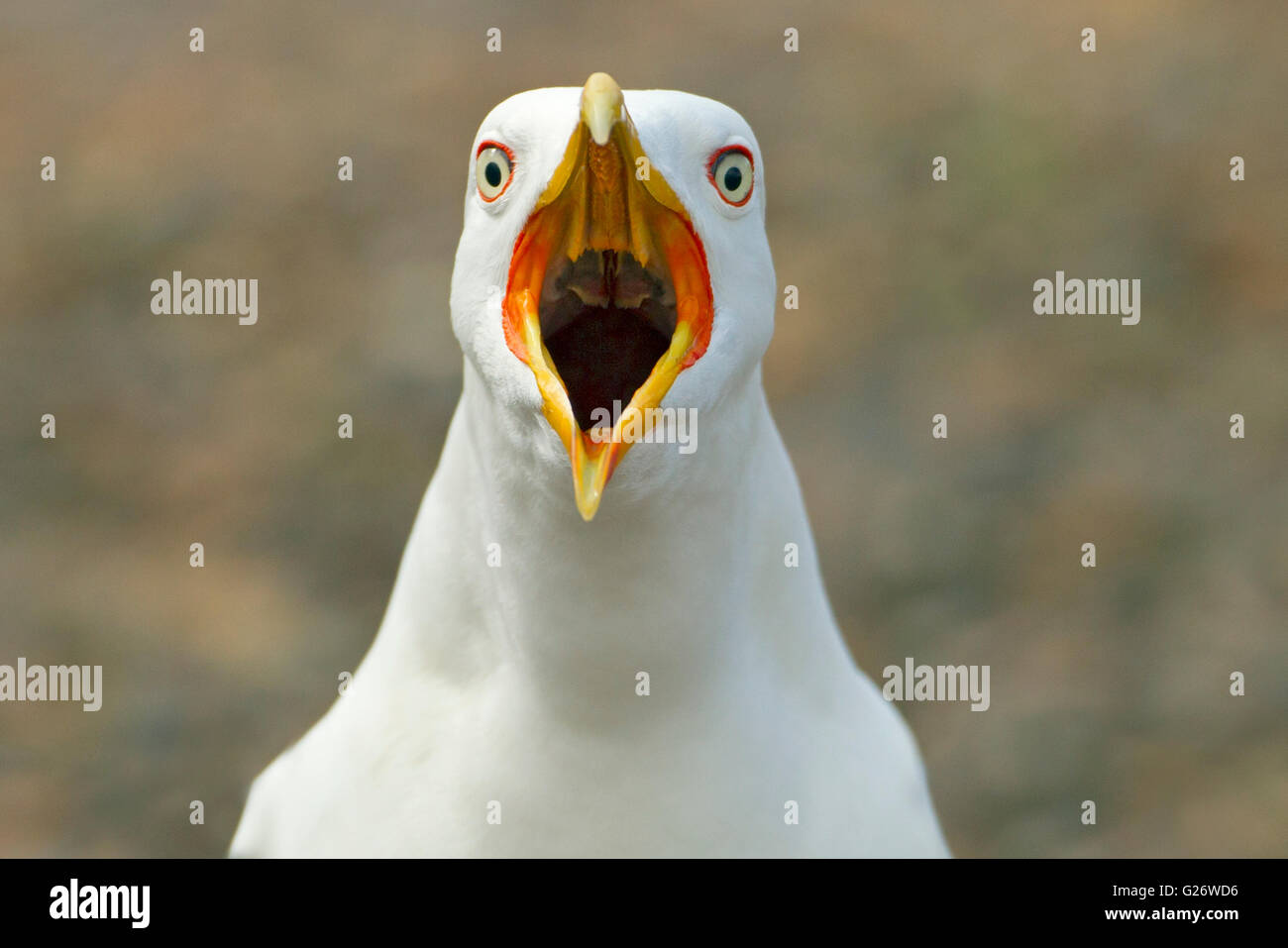 Geringerem Black-backed Möwen Larus Fuscus Aufruf von Küste Stockfoto