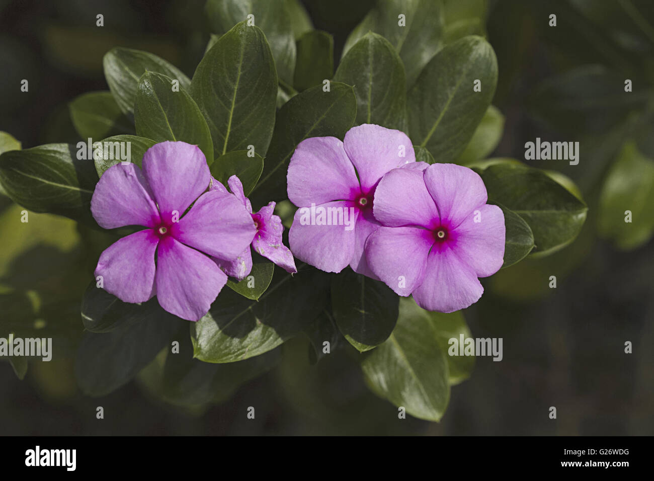 Immergrün, Sadafuli (Catharanthus Roseus) Blume. Madagaskar-immergrün. Goan Dorf von Nerul North Goa Stockfoto