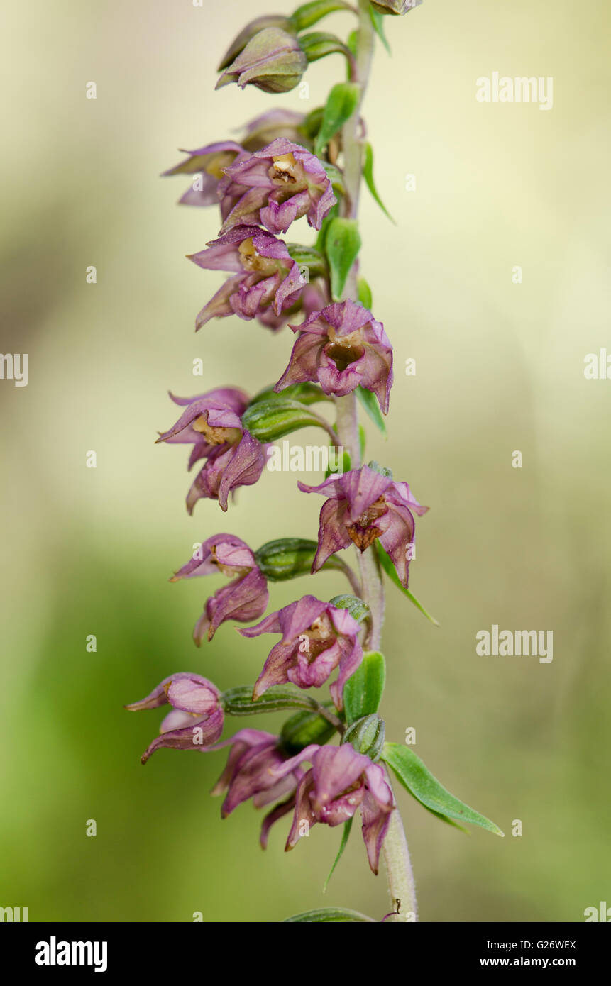 Breitblättrigen Helleborine Subspecies Epipactis Tremolsii, wilde Orchidee, Andalusien, Spanien. Stockfoto