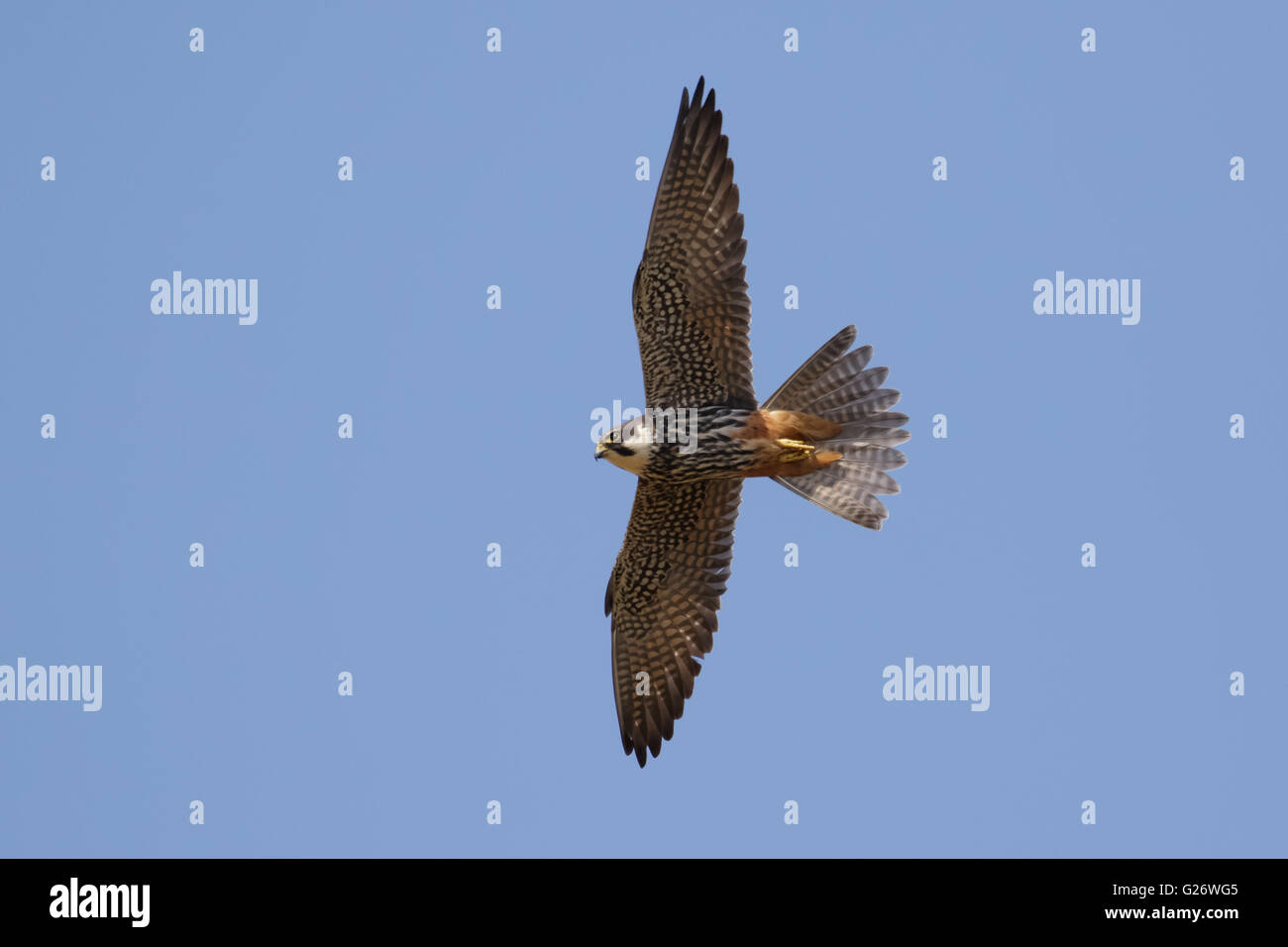 Hobby (Falco Subbuteo) fliegen, auf der Flucht vor einem blauen Himmel. Stockfoto