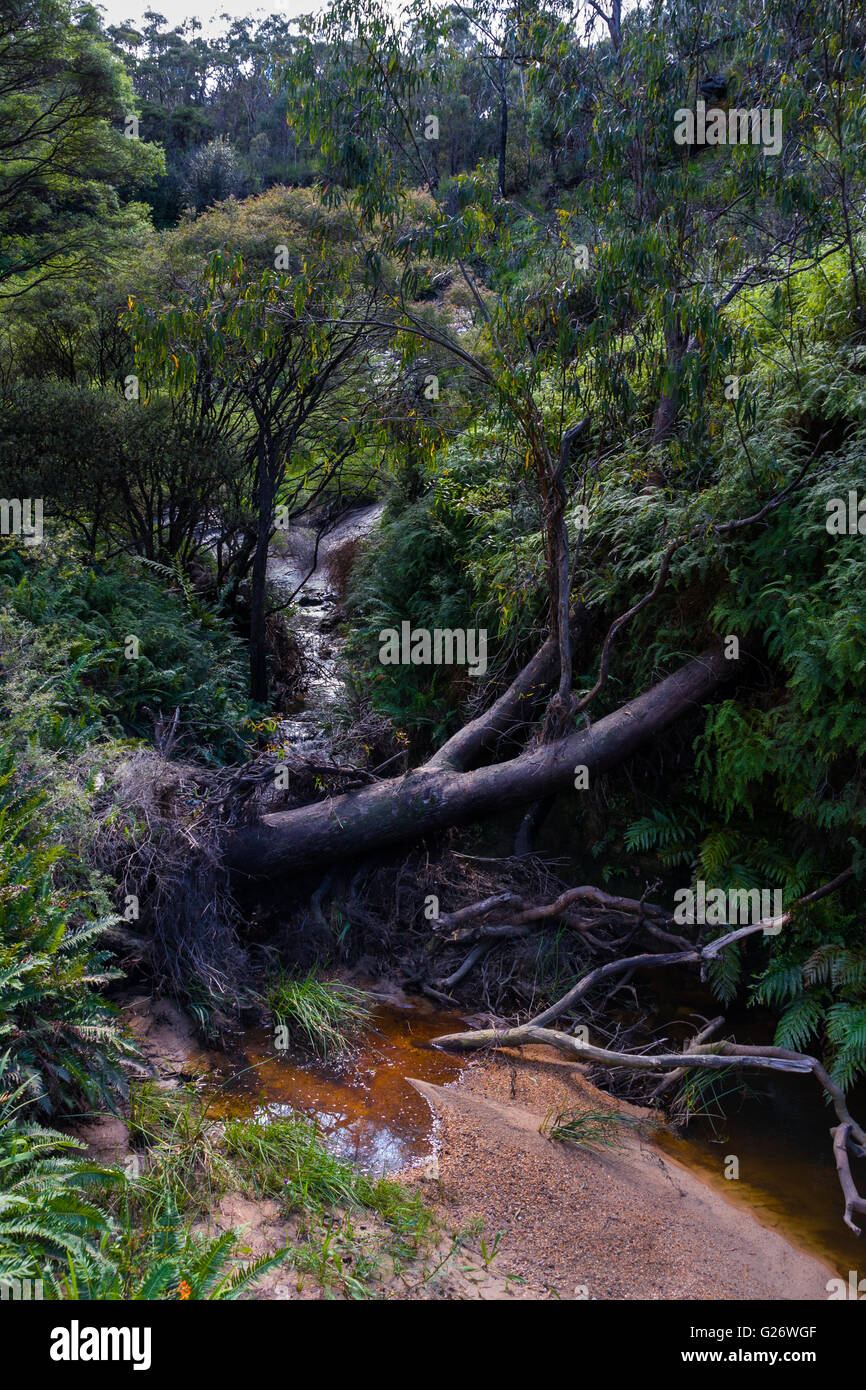 Bach an Charles Darwin Fuß. Blue Mountains Nationalpark. Australien Stockfoto