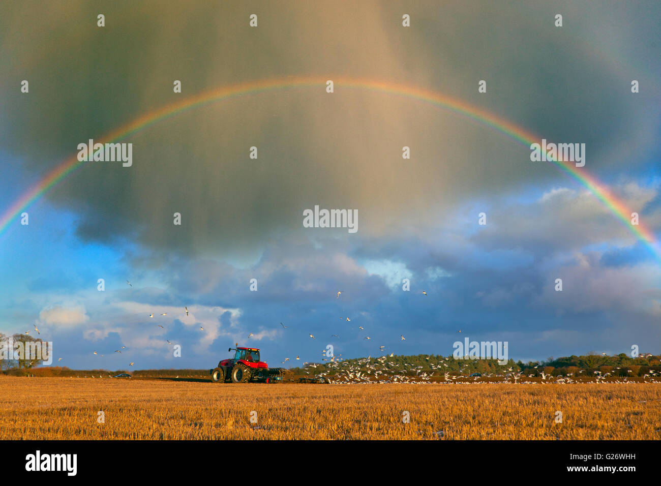 Pflügen Stoppeln mit Regenbogen Langham Norfolk Winter Stockfoto