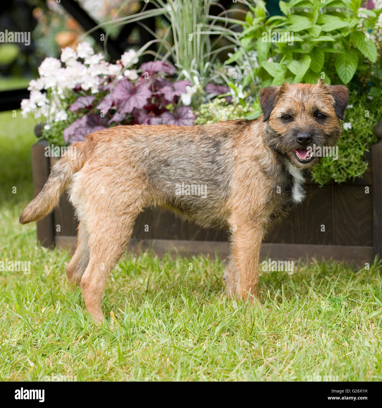 Border terrier Stockfoto